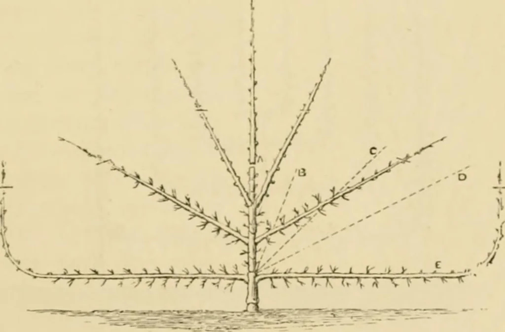 An illustration from The parks and gardens of Paris, considered in relation to the wants of other cities and of the public and private gardens; being notes on a study of Paris gardens, 1878, leaf 436