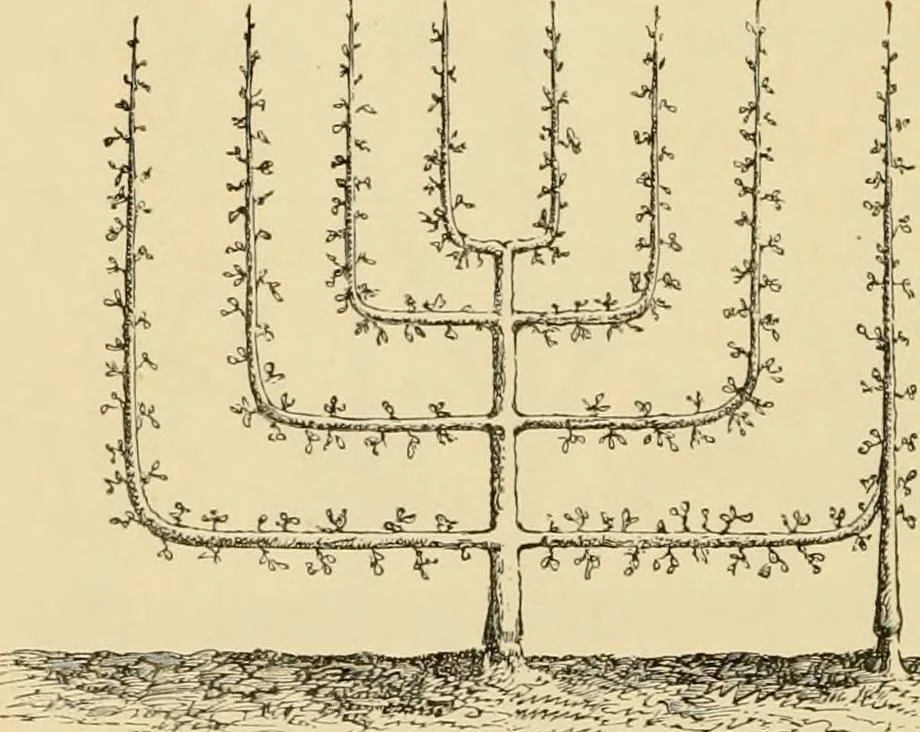An illustration from The parks and gardens of Paris, considered in relation to the wants of other cities and of the public and private gardens; being notes on a study of Paris gardens, 1878, leaf 437