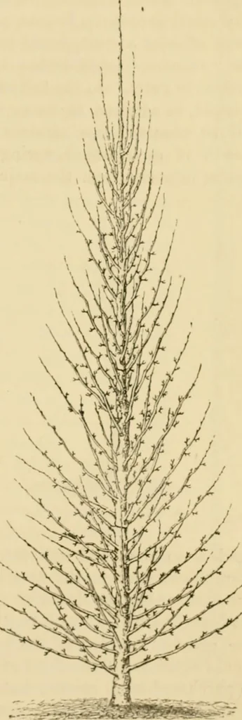 An illustration from The parks and gardens of Paris, considered in relation to the wants of other cities and of the public and private gardens; being notes on a study of Paris gardens, 1878, leaf 438