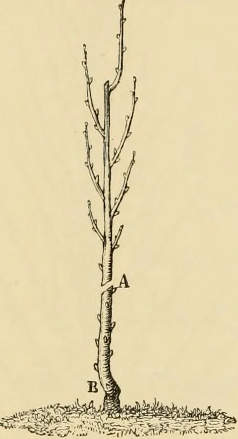 An illustration from The parks and gardens of Paris, considered in relation to the wants of other cities and of the public and private gardens; being notes on a study of Paris gardens, 1878, leaf 439