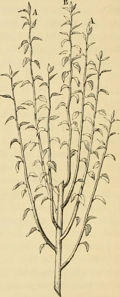 An illustration from The parks and gardens of Paris, considered in relation to the wants of other cities and of the public and private gardens; being notes on a study of Paris gardens, 1878, leaf 439