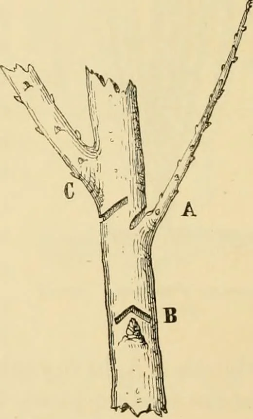 An illustration from The parks and gardens of Paris, considered in relation to the wants of other cities and of the public and private gardens; being notes on a study of Paris gardens, 1878, leaf 441