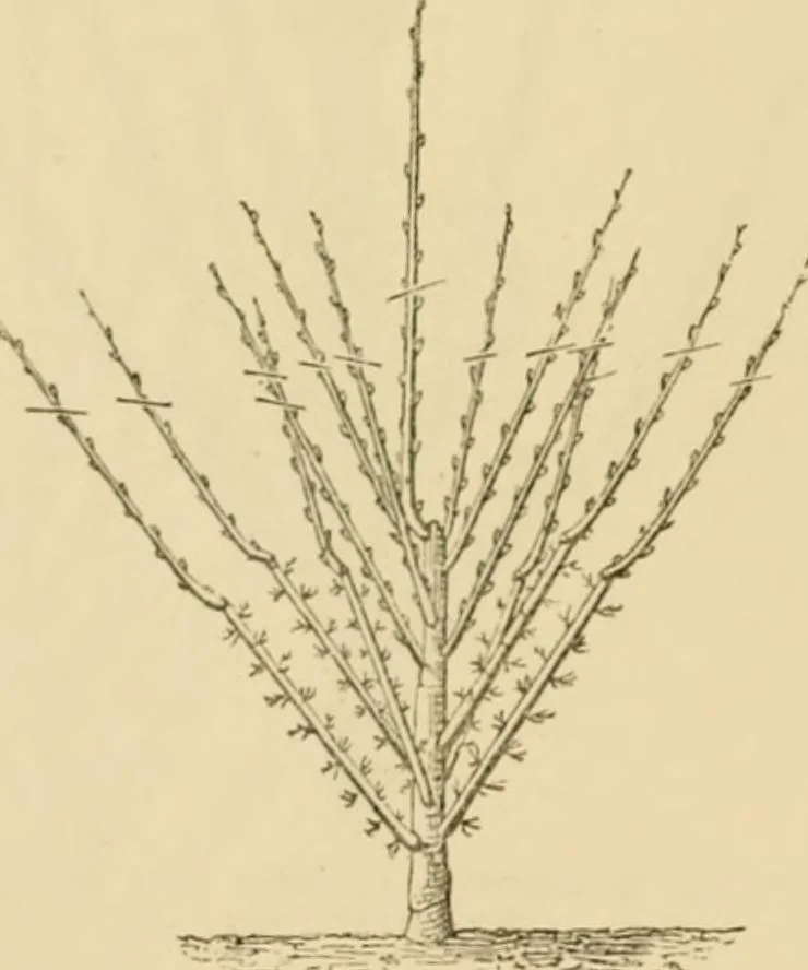 An illustration from The parks and gardens of Paris, considered in relation to the wants of other cities and of the public and private gardens; being notes on a study of Paris gardens, 1878, leaf 442