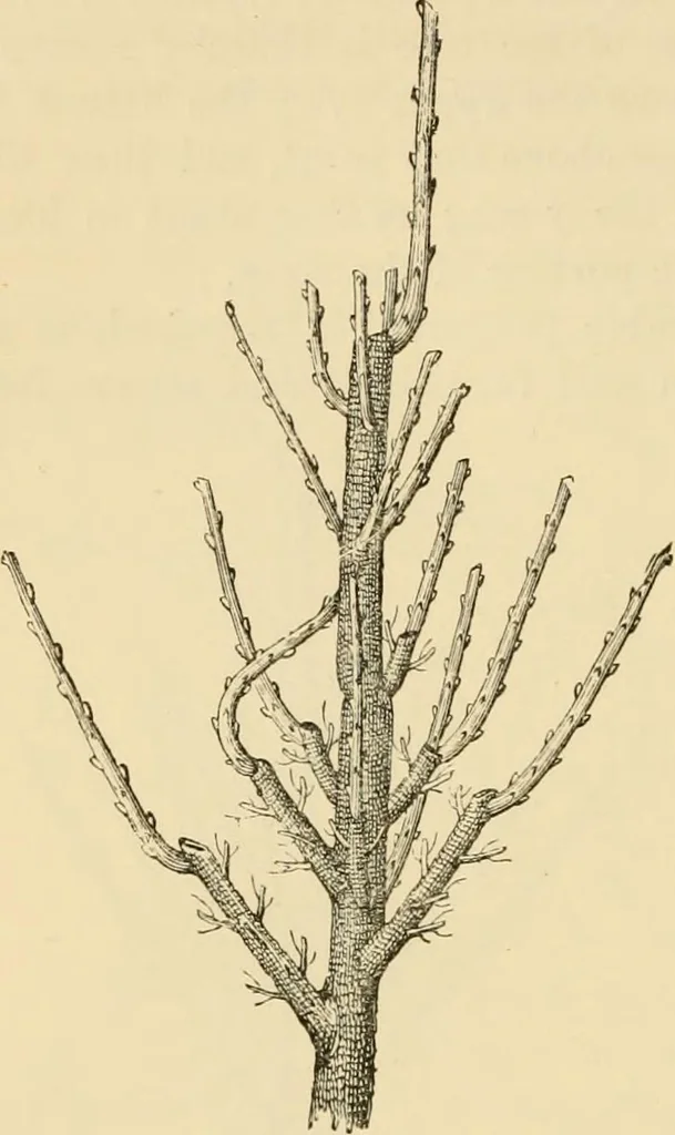 An illustration from The parks and gardens of Paris, considered in relation to the wants of other cities and of the public and private gardens; being notes on a study of Paris gardens, 1878, leaf 443