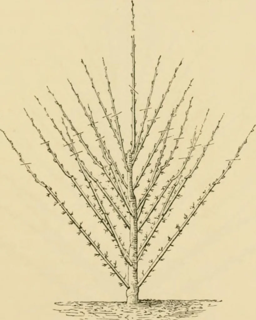 An illustration from The parks and gardens of Paris, considered in relation to the wants of other cities and of the public and private gardens; being notes on a study of Paris gardens, 1878, leaf 444