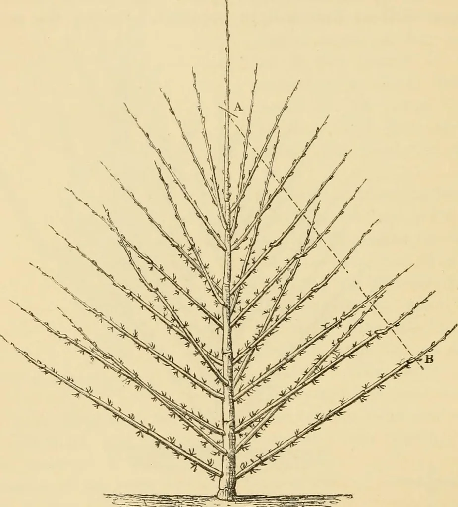 An illustration from The parks and gardens of Paris, considered in relation to the wants of other cities and of the public and private gardens; being notes on a study of Paris gardens, 1878, leaf 445