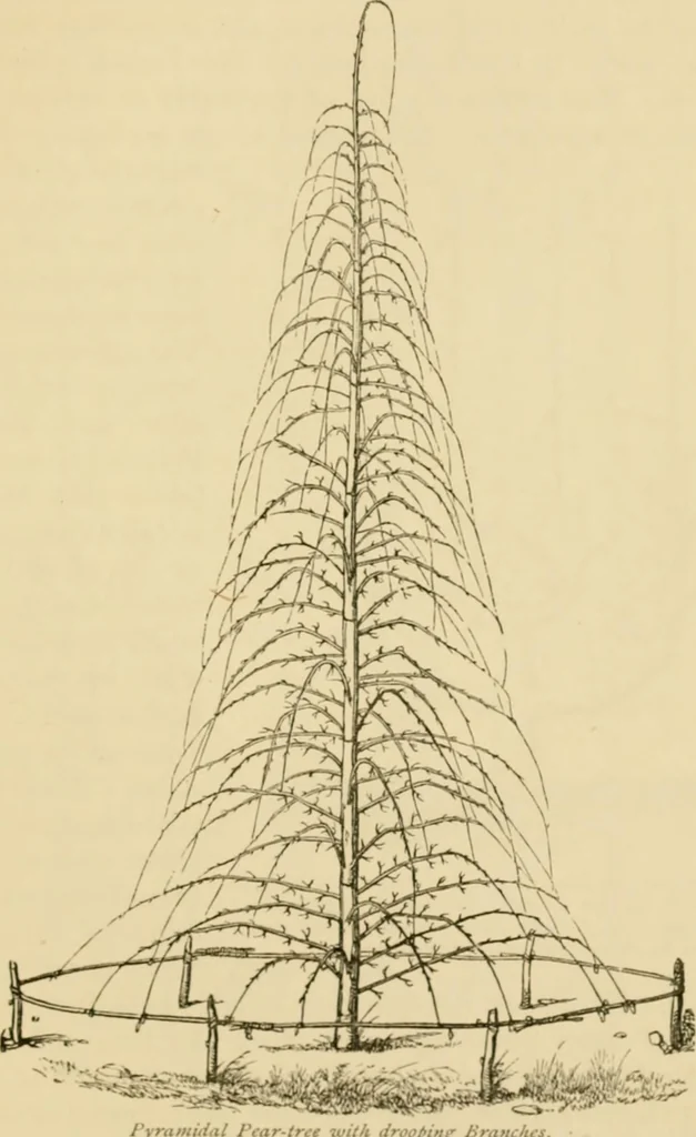 An illustration from The parks and gardens of Paris, considered in relation to the wants of other cities and of the public and private gardens; being notes on a study of Paris gardens, 1878, leaf 446