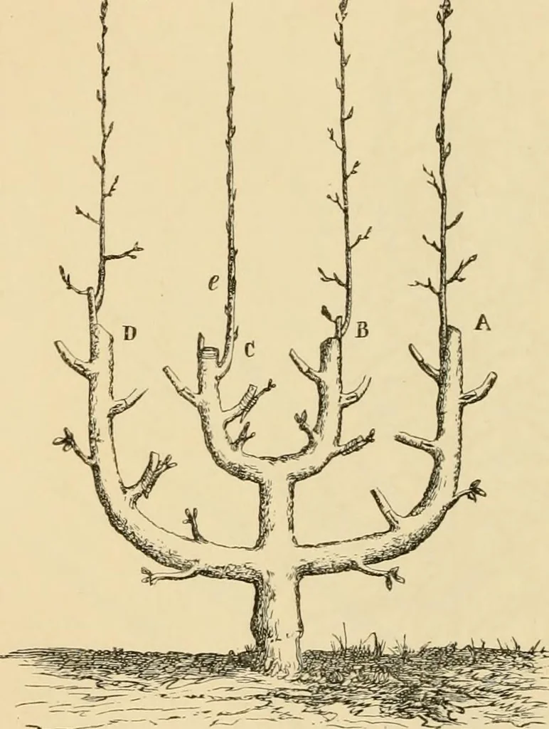 An illustration from The parks and gardens of Paris, considered in relation to the wants of other cities and of the public and private gardens; being notes on a study of Paris gardens, 1878, leaf 447