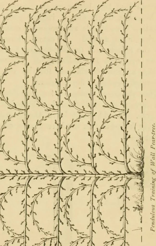 An illustration from The parks and gardens of Paris, considered in relation to the wants of other cities and of the public and private gardens; being notes on a study of Paris gardens, 1878, leaf 448