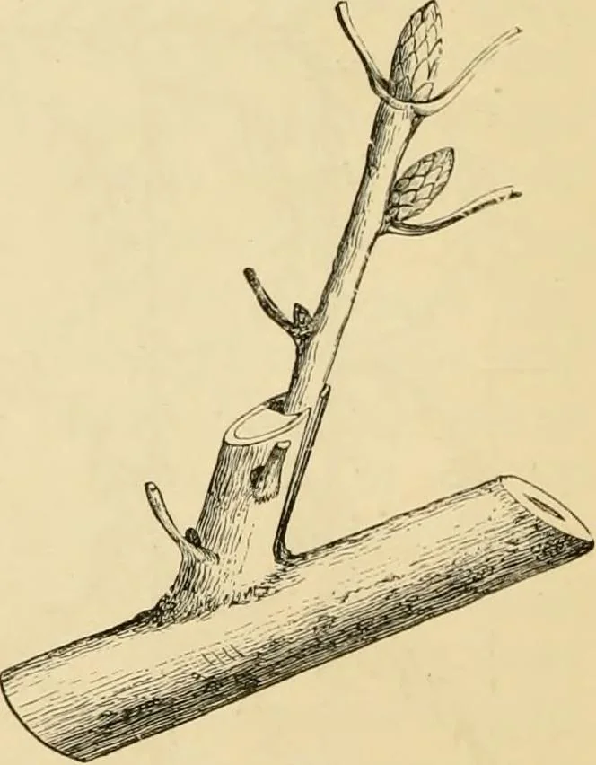 An illustration from The parks and gardens of Paris, considered in relation to the wants of other cities and of the public and private gardens; being notes on a study of Paris gardens, 1878, leaf 449