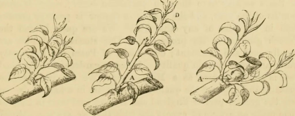 An illustration from The parks and gardens of Paris, considered in relation to the wants of other cities and of the public and private gardens; being notes on a study of Paris gardens, 1878, leaf 450