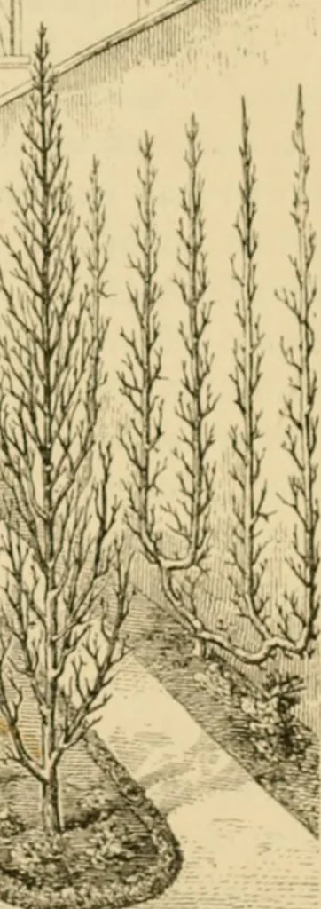 An illustration from The parks and gardens of Paris, considered in relation to the wants of other cities and of the public and private gardens; being notes on a study of Paris gardens, 1878, leaf 456