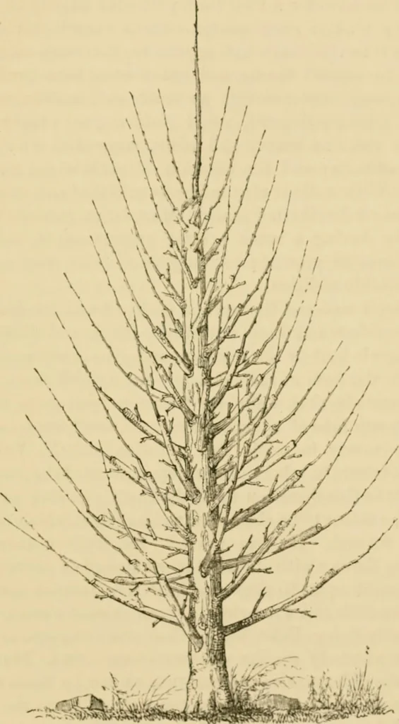 An illustration from The parks and gardens of Paris, considered in relation to the wants of other cities and of the public and private gardens; being notes on a study of Paris gardens, 1878, leaf 458