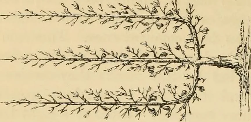 An illustration from The parks and gardens of Paris, considered in relation to the wants of other cities and of the public and private gardens; being notes on a study of Paris gardens, 1878, leaf 461