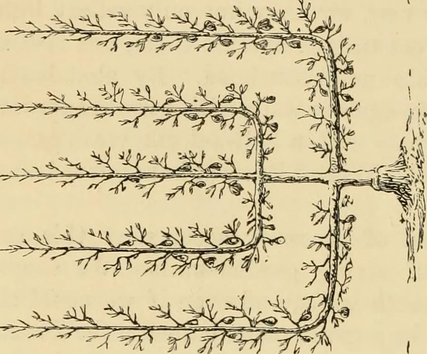 An illustration from The parks and gardens of Paris, considered in relation to the wants of other cities and of the public and private gardens; being notes on a study of Paris gardens, 1878, leaf 461