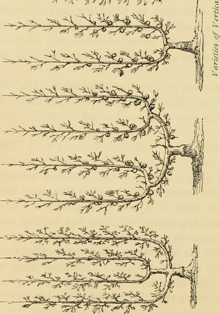 An illustration from The parks and gardens of Paris, considered in relation to the wants of other cities and of the public and private gardens; being notes on a study of Paris gardens, 1878, leaf 461