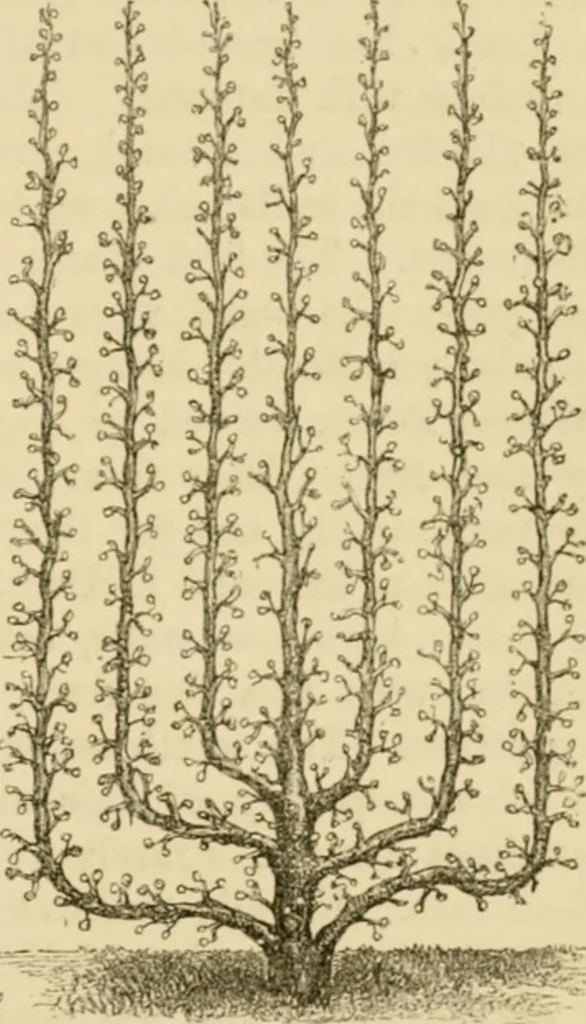 An illustration from The parks and gardens of Paris, considered in relation to the wants of other cities and of the public and private gardens; being notes on a study of Paris gardens, 1878, leaf 462