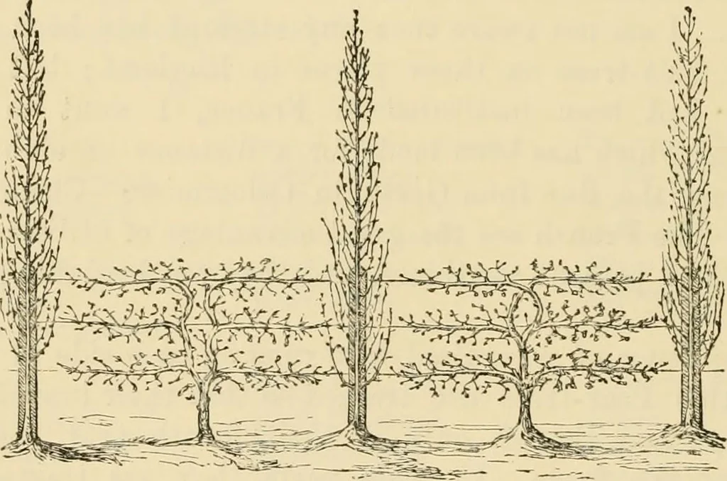 An illustration from The parks and gardens of Paris, considered in relation to the wants of other cities and of the public and private gardens; being notes on a study of Paris gardens, 1878, leaf 475