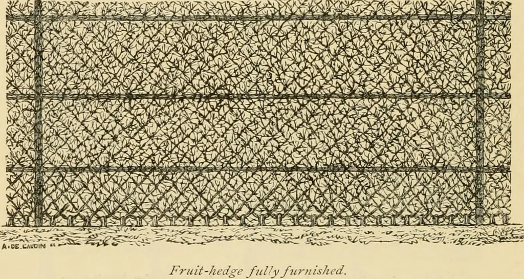 An illustration from The parks and gardens of Paris, considered in relation to the wants of other cities and of the public and private gardens; being notes on a study of Paris gardens, 1878, leaf 477