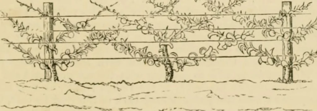 An illustration from The parks and gardens of Paris, considered in relation to the wants of other cities and of the public and private gardens; being notes on a study of Paris gardens, 1878, leaf 478