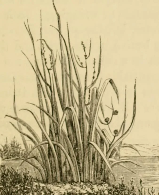 An illustration from The parks and gardens of Paris, considered in relation to the wants of other cities and of the public and private gardens; being notes on a study of Paris gardens, 1878, leaf 494
