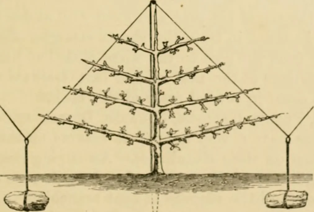 An illustration from The parks and gardens of Paris, considered in relation to the wants of other cities and of the public and private gardens; being notes on a study of Paris gardens, 1878, leaf 498