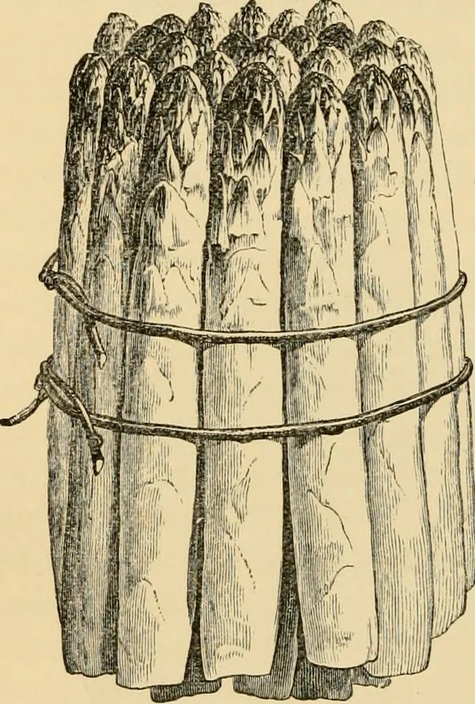 An illustration from The parks and gardens of Paris, considered in relation to the wants of other cities and of the public and private gardens; being notes on a study of Paris gardens, 1878, leaf 511