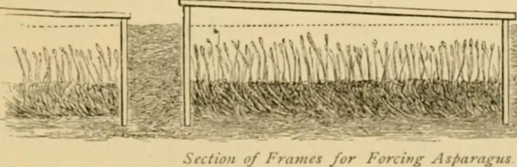 An illustration from The parks and gardens of Paris, considered in relation to the wants of other cities and of the public and private gardens; being notes on a study of Paris gardens, 1878, leaf 518