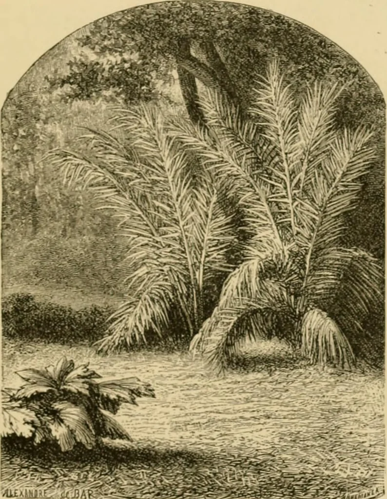 An illustration from The parks and gardens of Paris, considered in relation to the wants of other cities and of the public and private gardens; being notes on a study of Paris gardens, 1878, leaf 52
