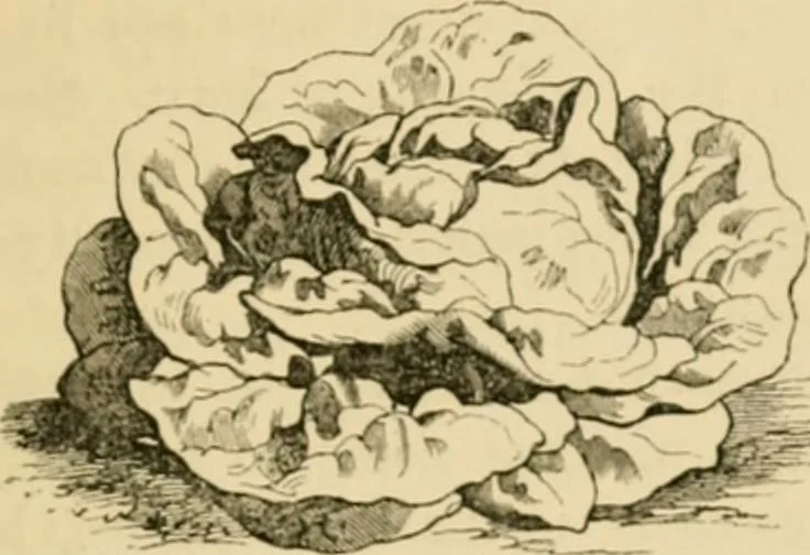 An illustration from The parks and gardens of Paris, considered in relation to the wants of other cities and of the public and private gardens; being notes on a study of Paris gardens, 1878, leaf 528