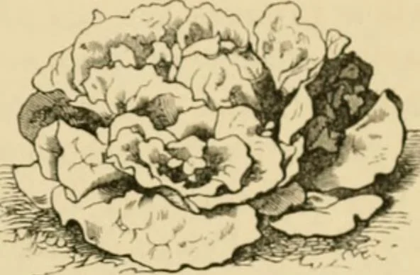 An illustration from The parks and gardens of Paris, considered in relation to the wants of other cities and of the public and private gardens; being notes on a study of Paris gardens, 1878, leaf 528