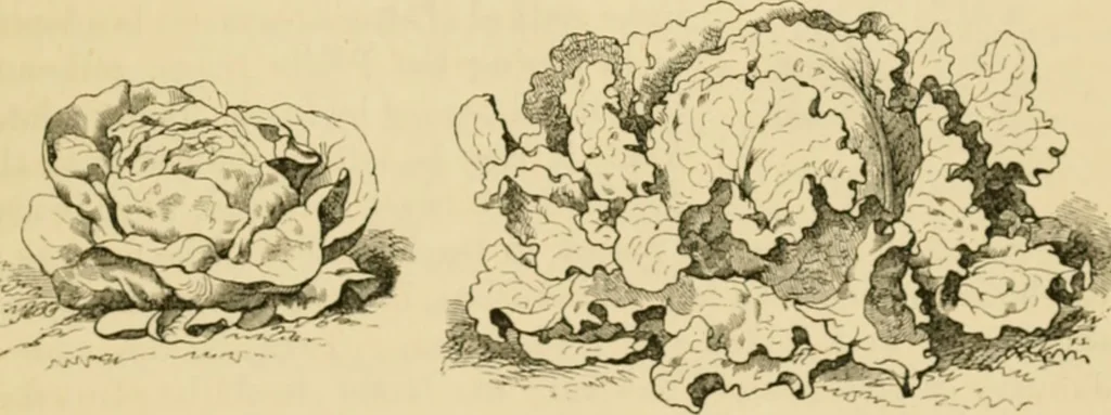 An illustration from The parks and gardens of Paris, considered in relation to the wants of other cities and of the public and private gardens; being notes on a study of Paris gardens, 1878, leaf 528