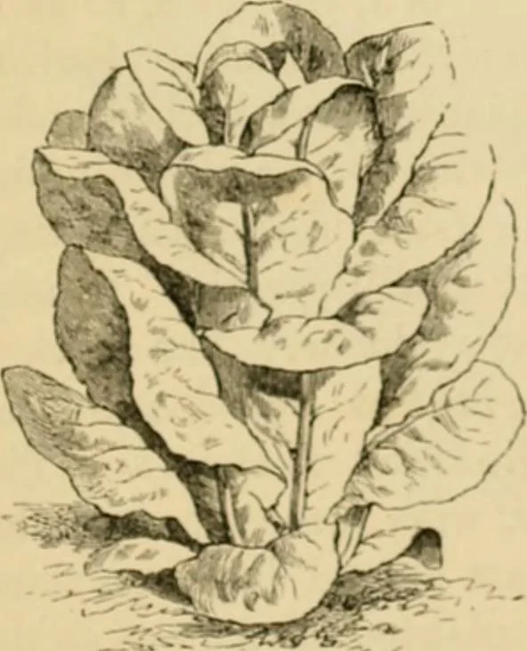 An illustration from The parks and gardens of Paris, considered in relation to the wants of other cities and of the public and private gardens; being notes on a study of Paris gardens, 1878, leaf 528