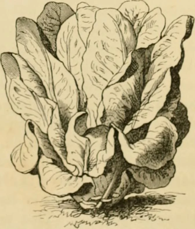 An illustration from The parks and gardens of Paris, considered in relation to the wants of other cities and of the public and private gardens; being notes on a study of Paris gardens, 1878, leaf 528