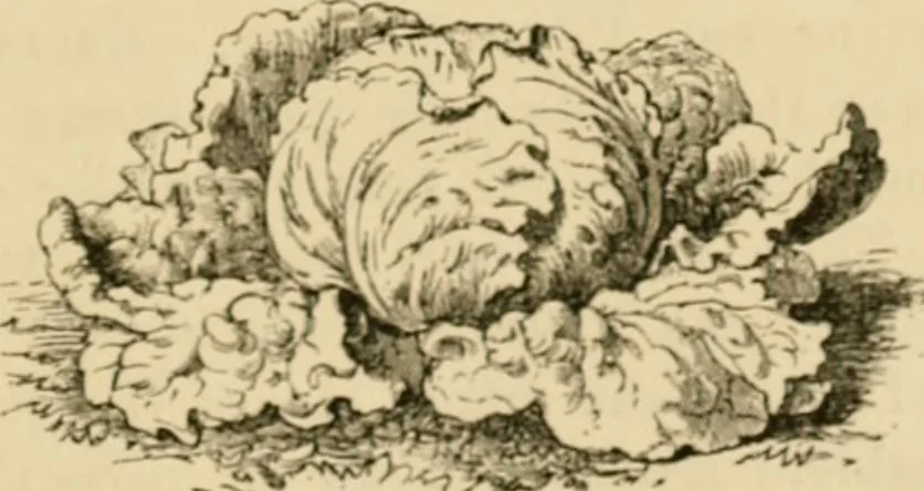 An illustration from The parks and gardens of Paris, considered in relation to the wants of other cities and of the public and private gardens; being notes on a study of Paris gardens, 1878, leaf 532