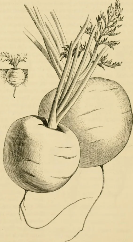 An illustration from The parks and gardens of Paris, considered in relation to the wants of other cities and of the public and private gardens; being notes on a study of Paris gardens, 1878, leaf 534