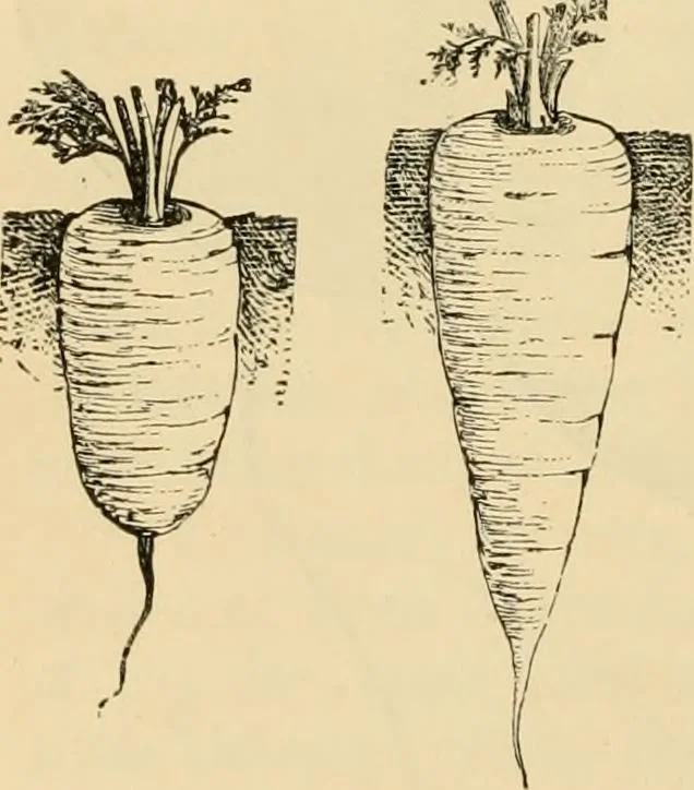 An illustration from The parks and gardens of Paris, considered in relation to the wants of other cities and of the public and private gardens; being notes on a study of Paris gardens, 1878, leaf 535