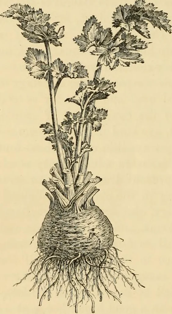 An illustration from The parks and gardens of Paris, considered in relation to the wants of other cities and of the public and private gardens; being notes on a study of Paris gardens, 1878, leaf 539