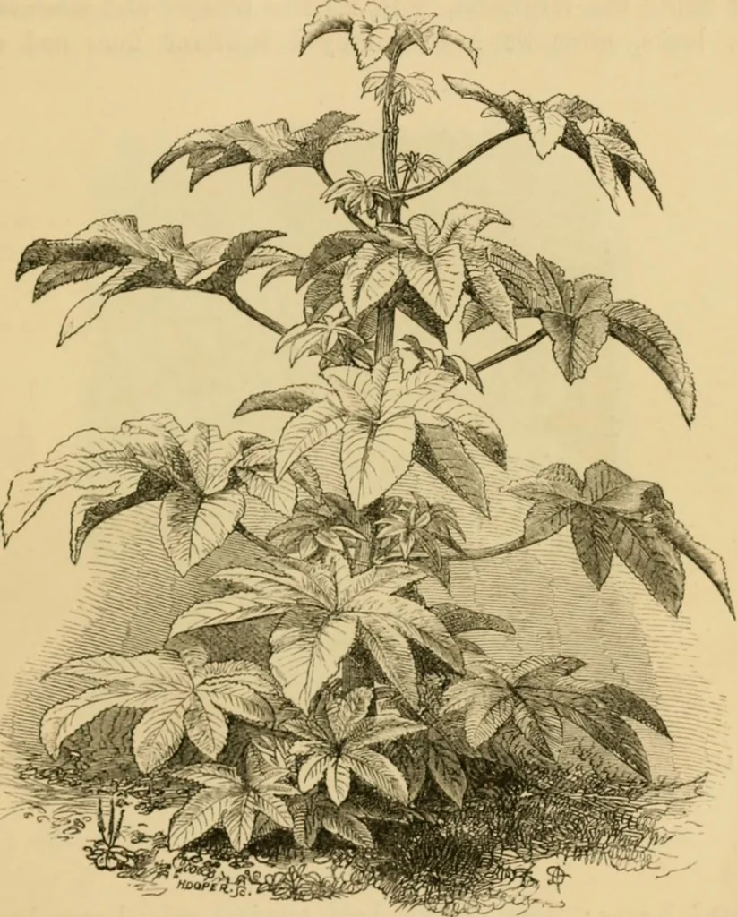 An illustration from The parks and gardens of Paris, considered in relation to the wants of other cities and of the public and private gardens; being notes on a study of Paris gardens, 1878, leaf 54