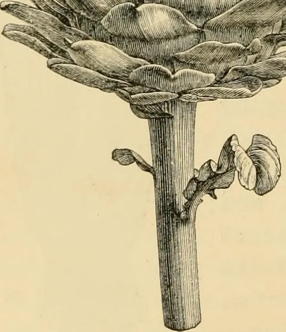 An illustration from The parks and gardens of Paris, considered in relation to the wants of other cities and of the public and private gardens; being notes on a study of Paris gardens, 1878, leaf 543