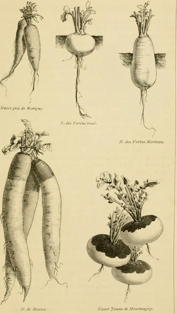 An illustration from The parks and gardens of Paris, considered in relation to the wants of other cities and of the public and private gardens; being notes on a study of Paris gardens, 1878, leaf 544