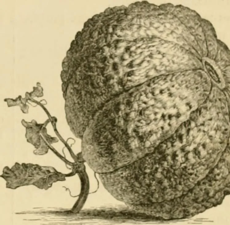 An illustration from The parks and gardens of Paris, considered in relation to the wants of other cities and of the public and private gardens; being notes on a study of Paris gardens, 1878, leaf 546