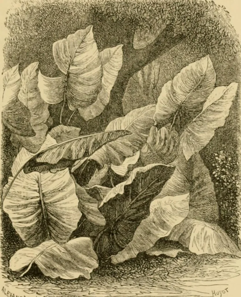 An illustration from The parks and gardens of Paris, considered in relation to the wants of other cities and of the public and private gardens; being notes on a study of Paris gardens, 1878, leaf 56