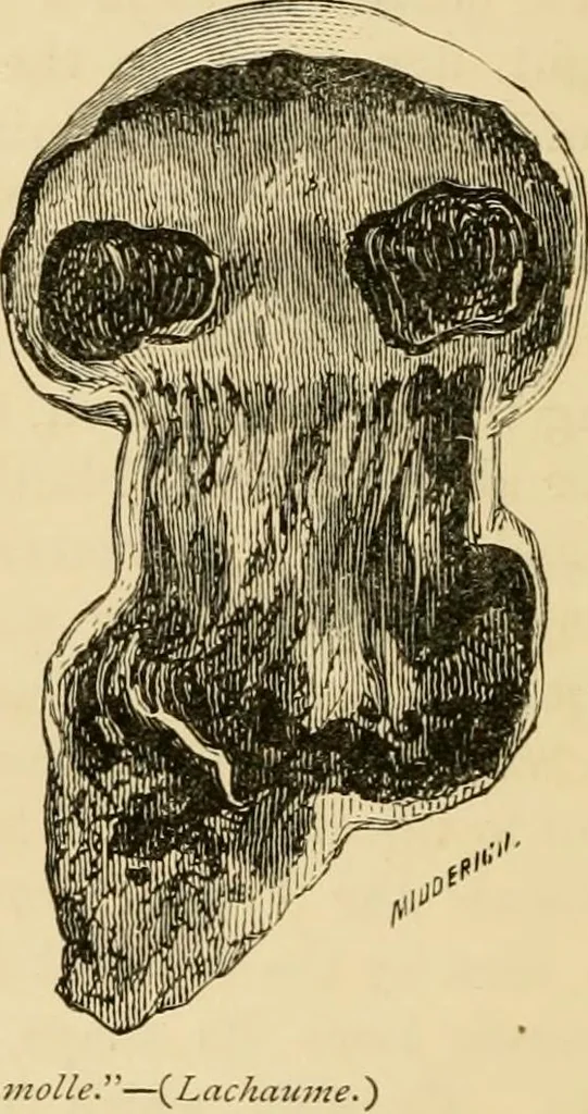 An illustration from The parks and gardens of Paris, considered in relation to the wants of other cities and of the public and private gardens; being notes on a study of Paris gardens, 1878, leaf 561