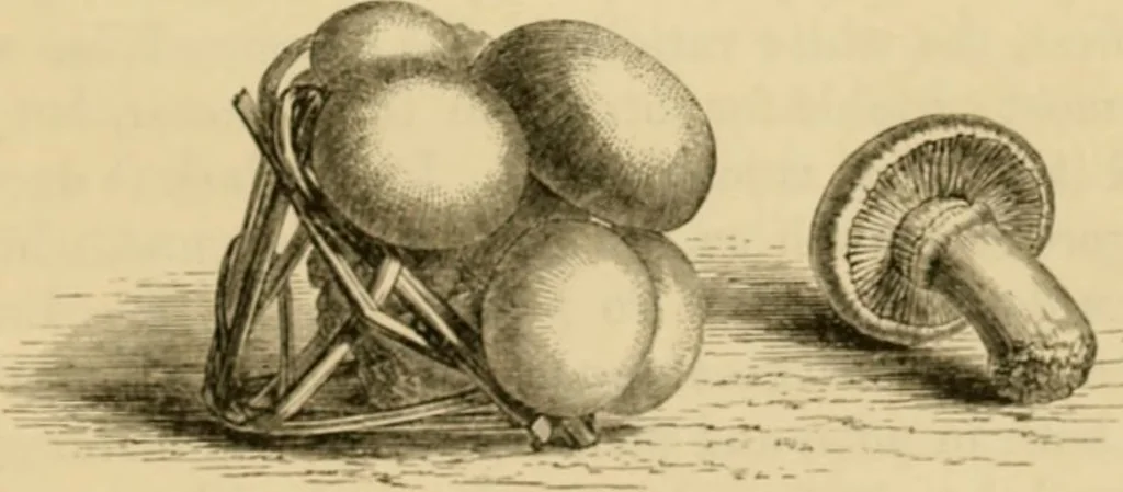 An illustration from The parks and gardens of Paris, considered in relation to the wants of other cities and of the public and private gardens; being notes on a study of Paris gardens, 1878, leaf 568
