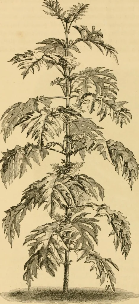 An illustration from The parks and gardens of Paris, considered in relation to the wants of other cities and of the public and private gardens; being notes on a study of Paris gardens, 1878, leaf 57