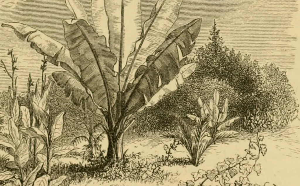 An illustration from The parks and gardens of Paris, considered in relation to the wants of other cities and of the public and private gardens; being notes on a study of Paris gardens, 1878, leaf 58