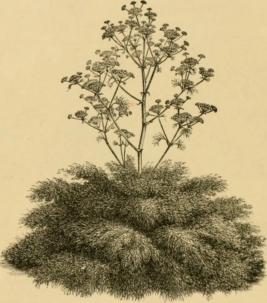 An illustration from The parks and gardens of Paris, considered in relation to the wants of other cities and of the public and private gardens; being notes on a study of Paris gardens, 1878, leaf 61