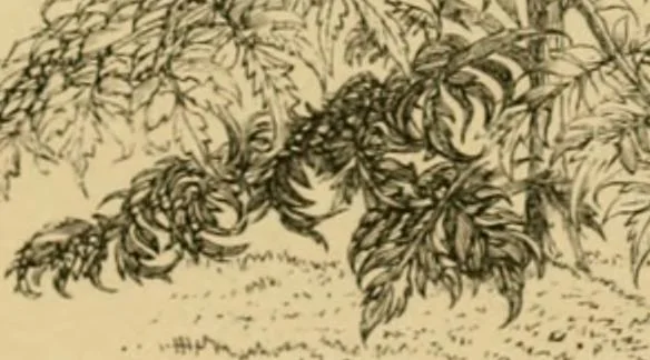 An illustration from The parks and gardens of Paris, considered in relation to the wants of other cities and of the public and private gardens; being notes on a study of Paris gardens, 1878, leaf 62