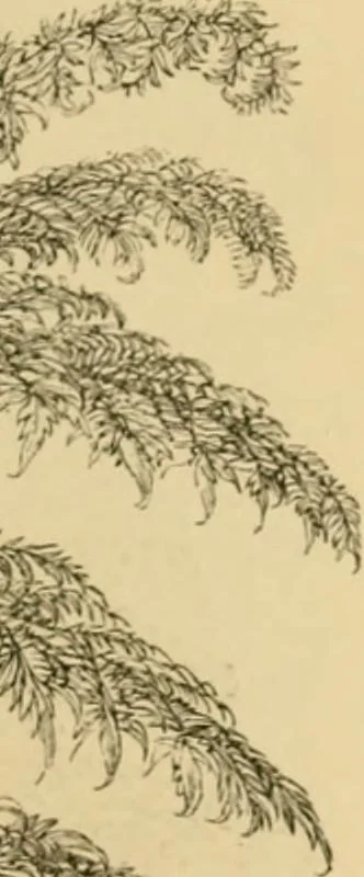 An illustration from The parks and gardens of Paris, considered in relation to the wants of other cities and of the public and private gardens; being notes on a study of Paris gardens, 1878, leaf 62